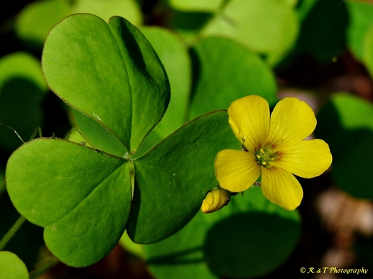 {Oxalis grandis}